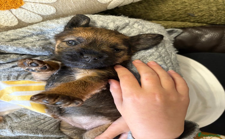 Border Terrier dogs - Advert 3
