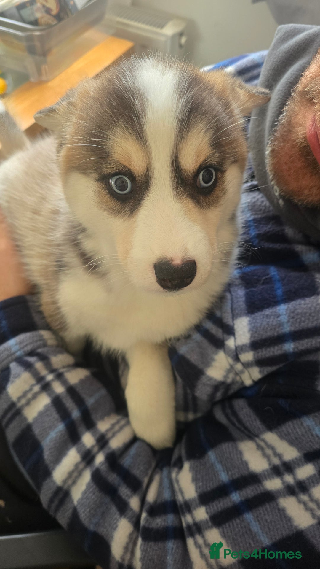 Pomsky dogs for sale: LAST Pomsky Puppy for Sale - Advert 26