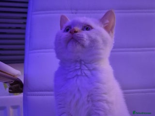 British Shorthair cats (🔥LIMITED TIME REDUCED PRICE🤍)Pure BSH kittens - Advert 10