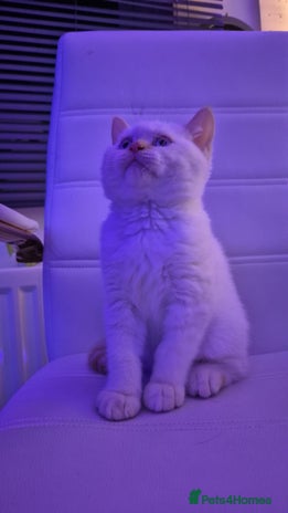 British Shorthair cats (🔥LIMITED TIME REDUCED PRICE🤍)Pure BSH kittens - Advert 10