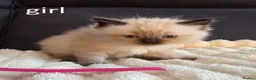 Ragdoll cats for sale: Ragdoll Kittens for sale - Advert 4