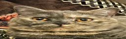 British Shorthair cats for sale: Champion lines British Shorthair kittens  - Advert 11