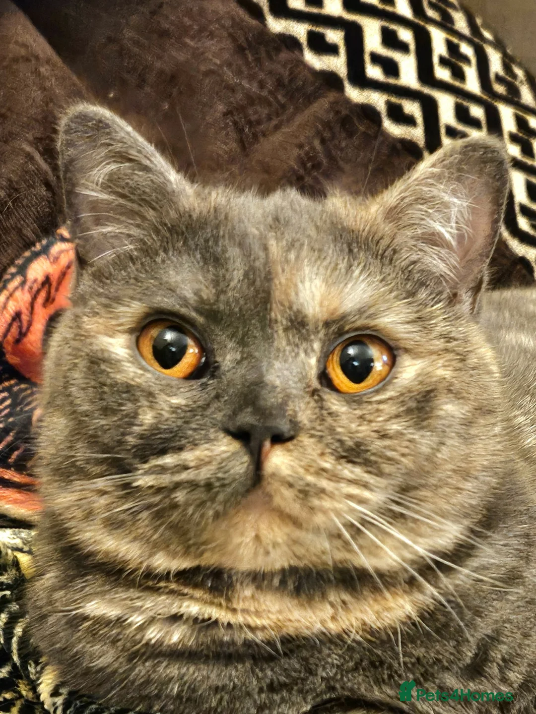British Shorthair cats for sale: Champion lines British Shorthair kittens  - Advert 11