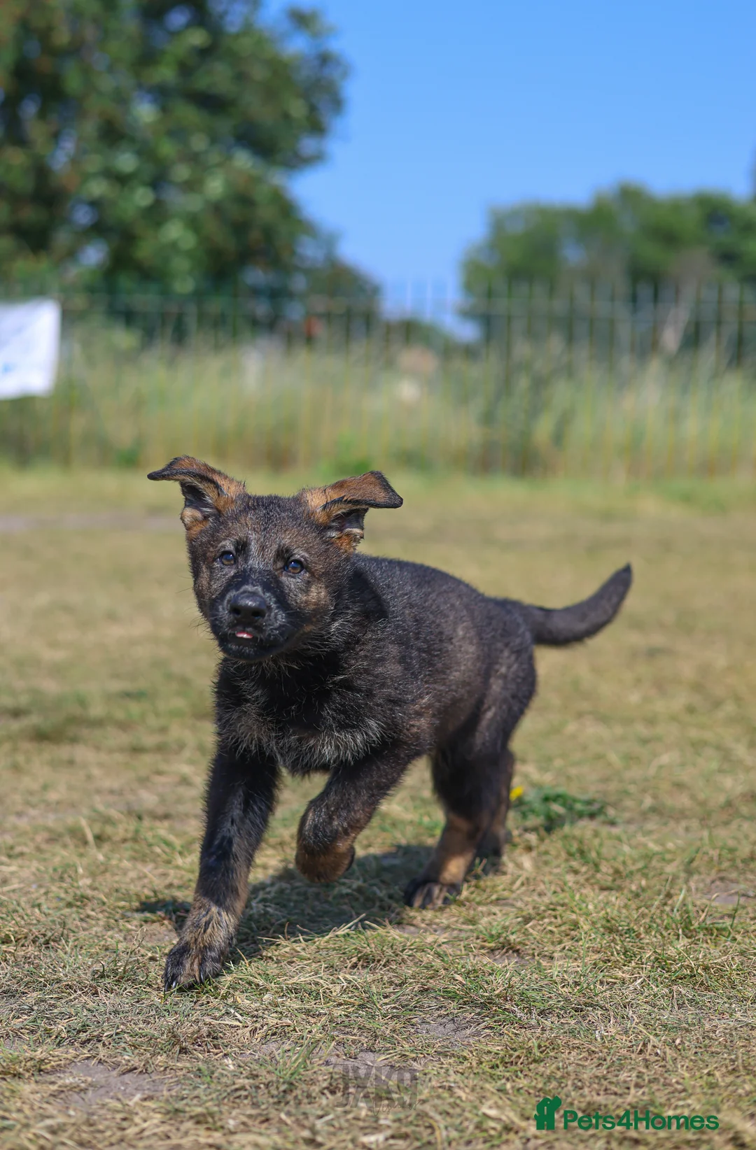 German Shepherd dogs for sale: kc reg working line GSD in Liverpool - Advert 2