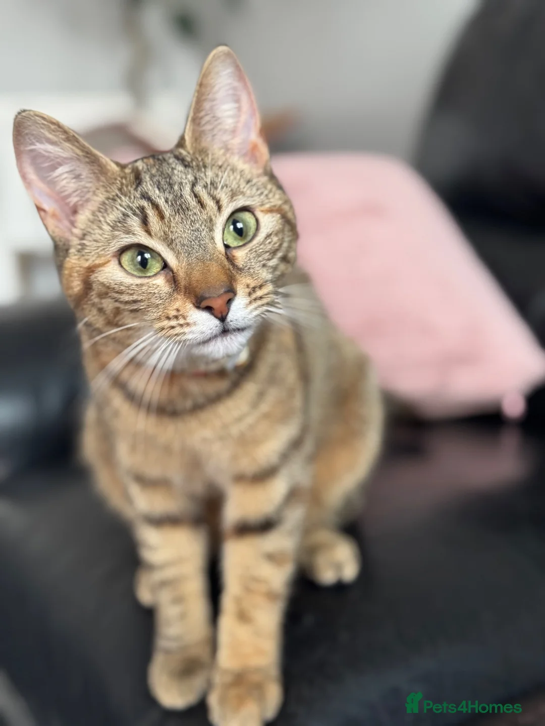 Mixed Breed cats for sale: Kittens easy to go  - Advert 10