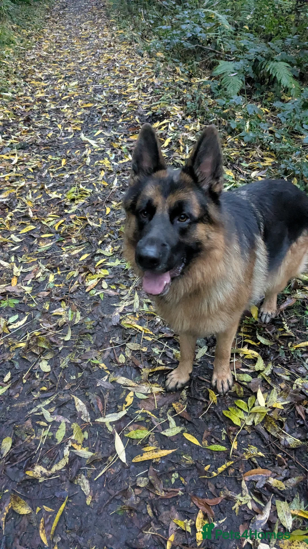 German Shepherd dogs for stud: KC registered German Shepard for stud  - Advert 3
