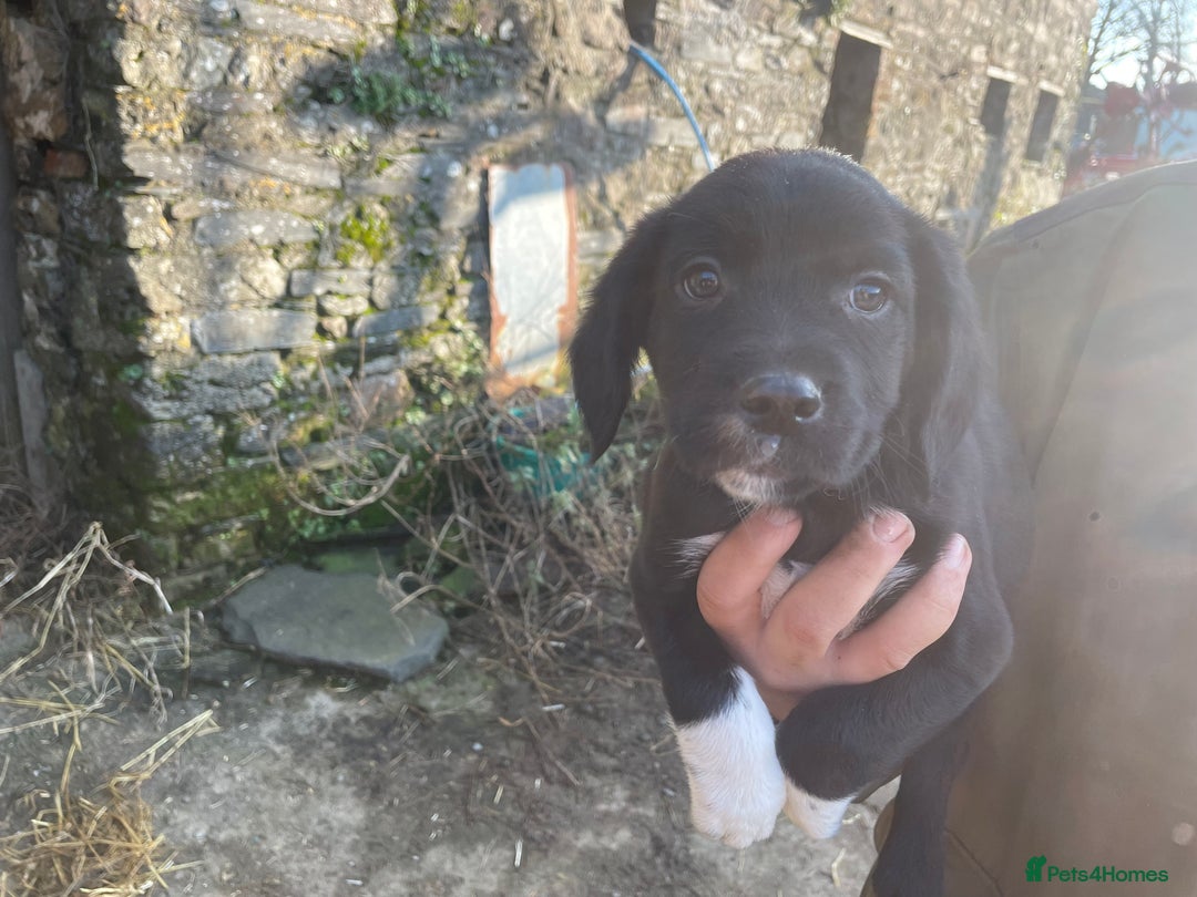 Mixed Breed dogs for sale: Sprollies  - Advert 10