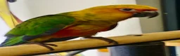 Conures birds for sale: Hand Reared Jenday Conures  in Scunthorpe - Advert 7
