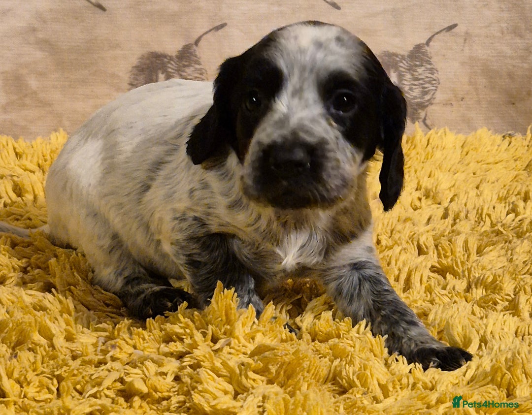 Cocker Spaniel dogs for sale: Cocker spaniel puppies  - Image 3