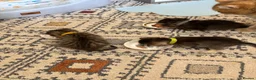 British Shorthair cats for sale: Pedigree British Shorthair  - Advert 3