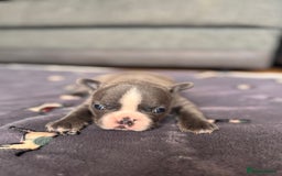 French Bulldog dogs for sale: KC FRENCH BULLDOG PUPPIES - READY NOW - Image 20