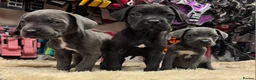 Cane Corso dogs for sale: 3 beautiful, champion blood line cane corsos  - Advert 6