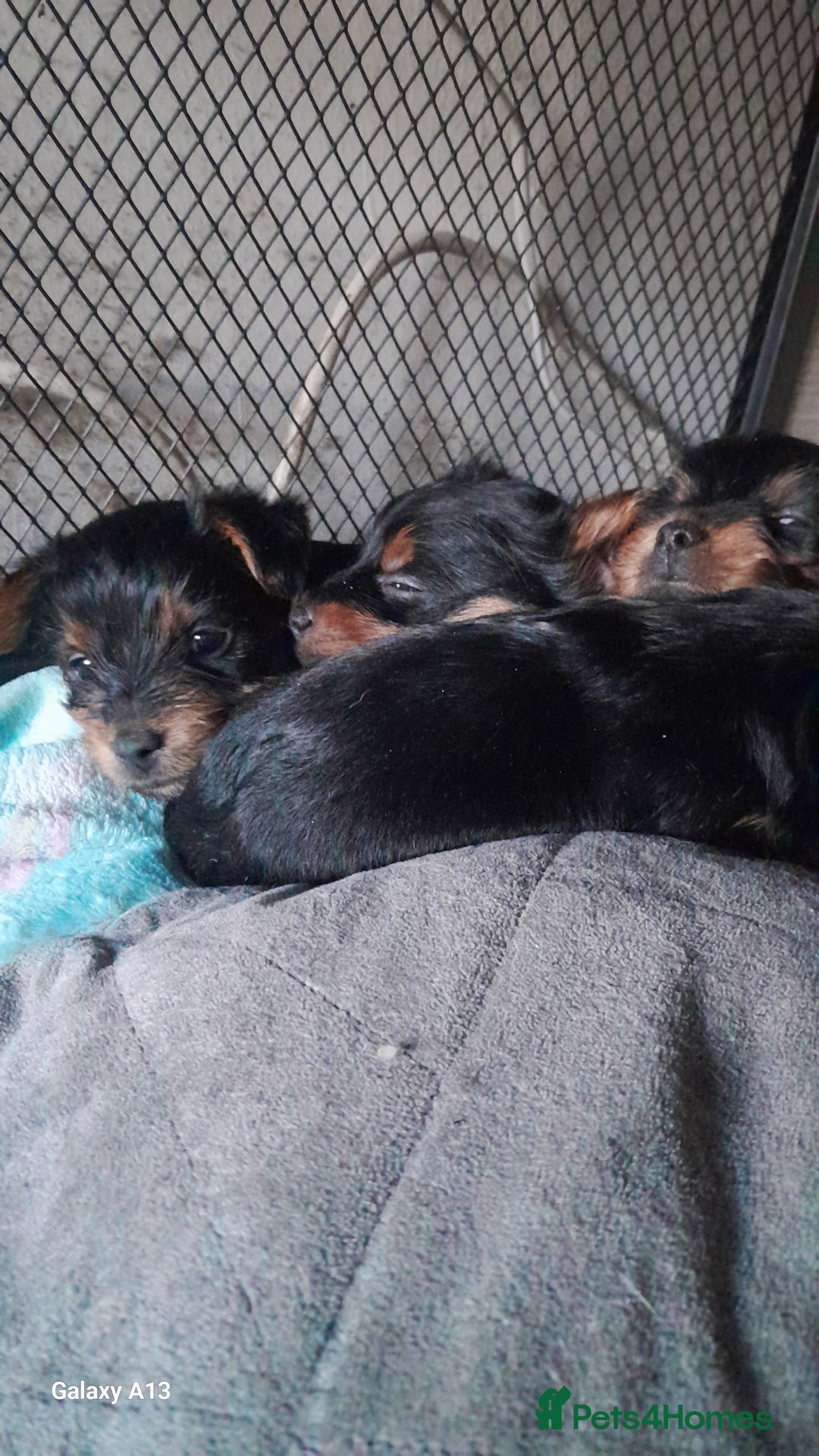 Yorkshire Terrier dogs for sale: Miniture full yorky pups for sale  - Image 1