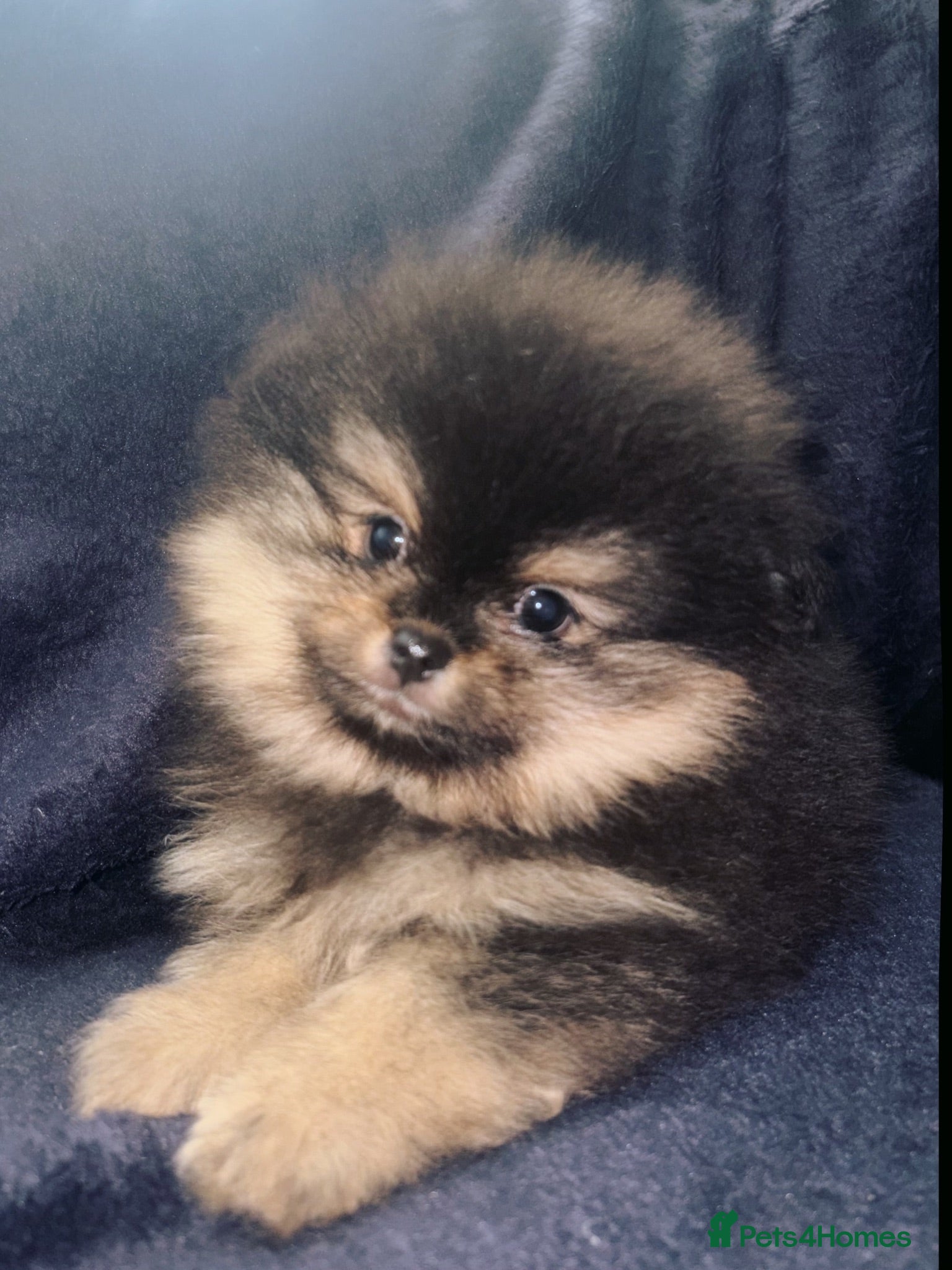 Pomeranian dogs Pomeranian puppies  - Advert 2