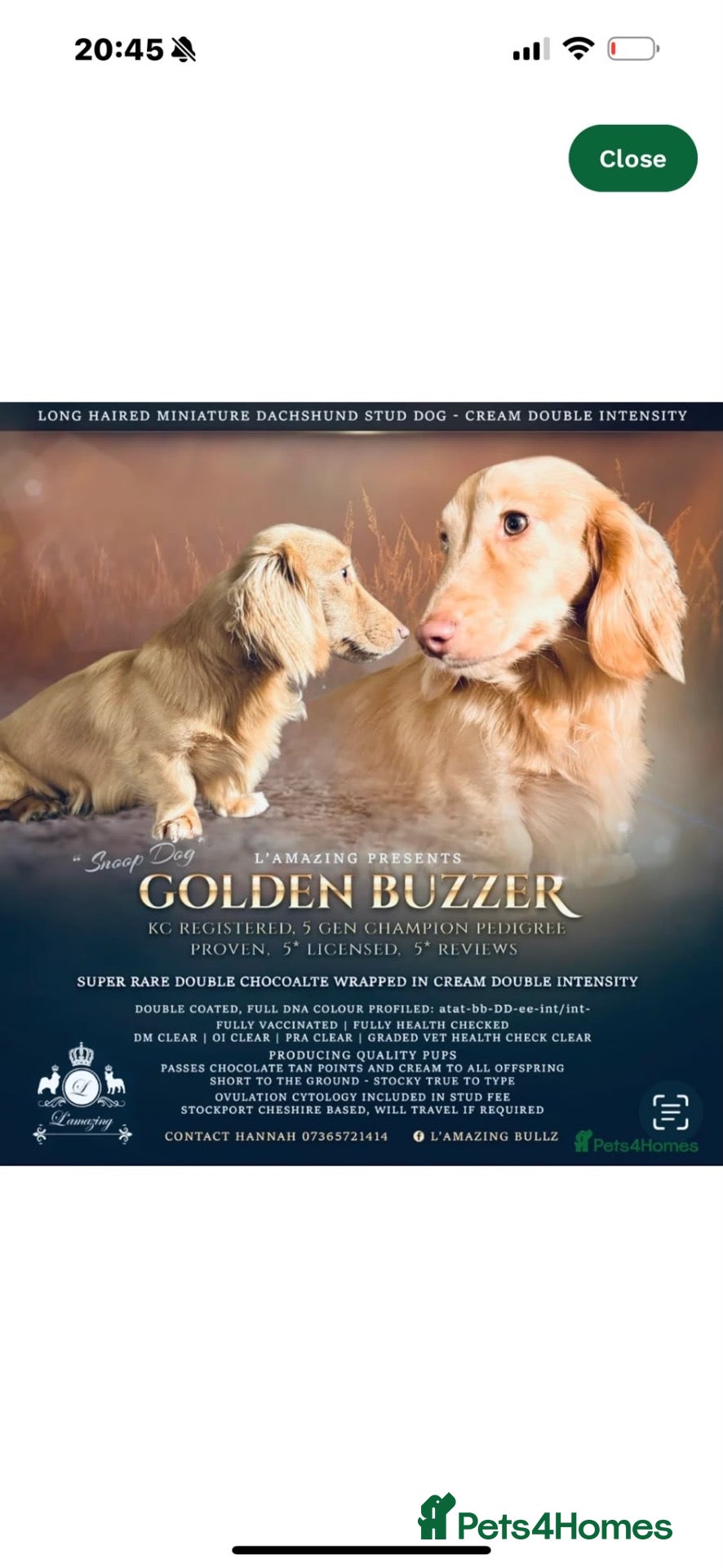 Miniature Dachshund dogs Long haired KC registered - Advert 2