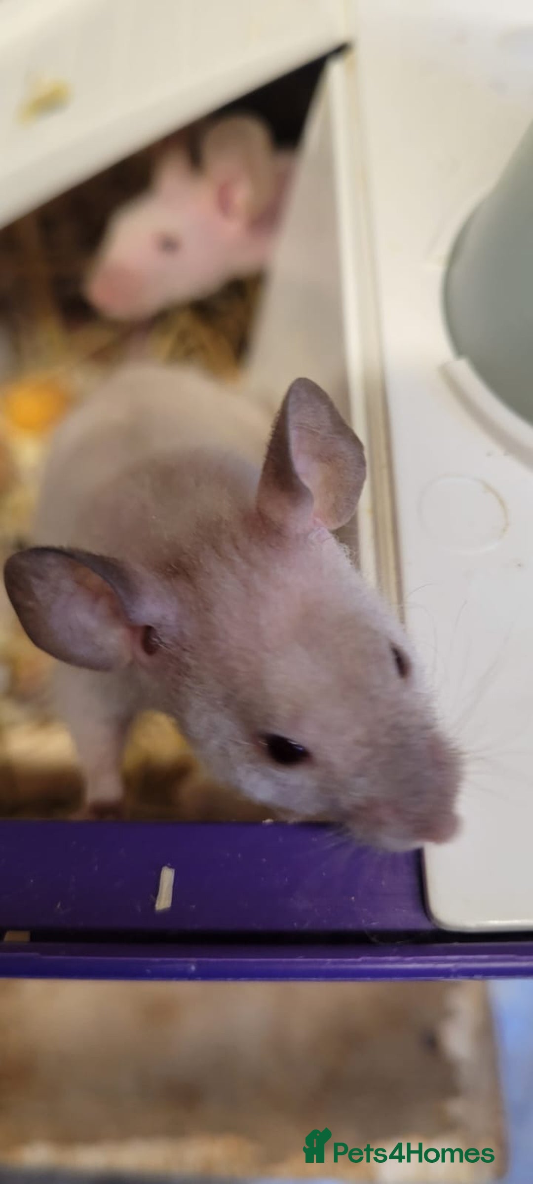 Mouse rodents for sale: Naked mice - Advert 1