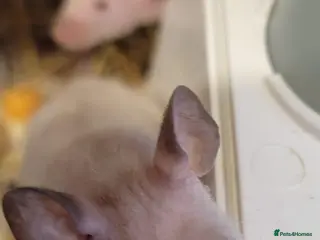 Mouse rodents Naked mice - Advert 11