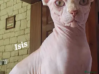 Sphynx cats Adorable Canadian Sphynx Champion father line. - Advert 3
