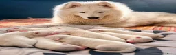 Samoyed dogs for sale: Samoyed - Advert 2