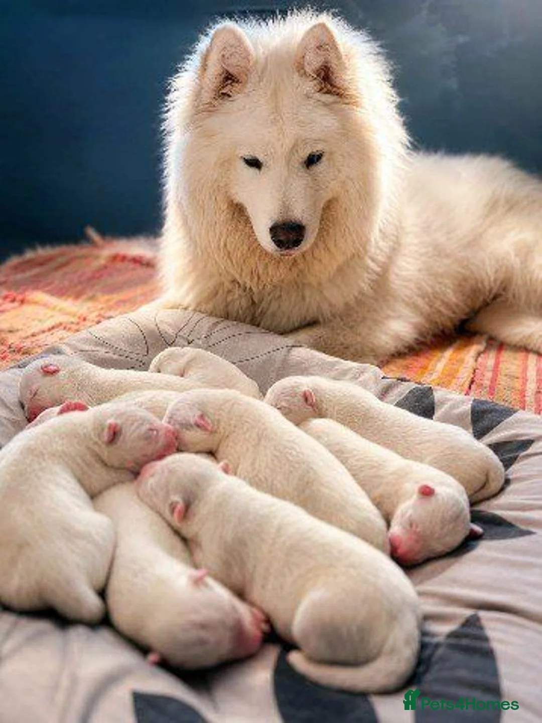 Samoyed dogs for sale: Samoyed - Advert 2