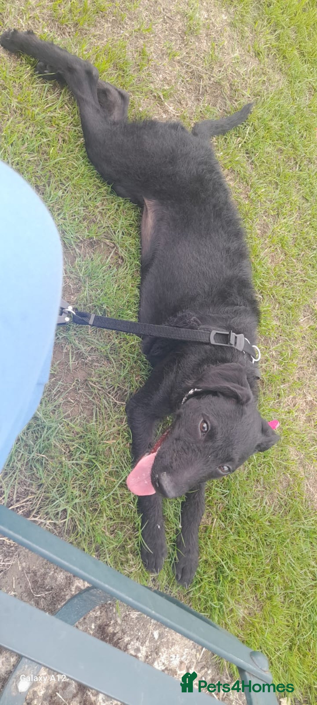 Mixed Breed dogs for sale: Labxcockerpoo - Image 2