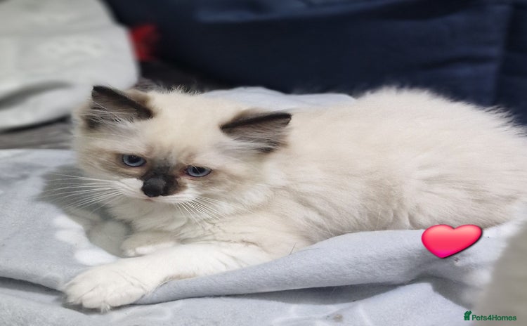 Ragdoll cats - Advert 3