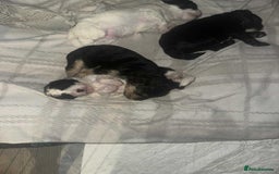 Mixed Breed dogs for sale: Adorable jackacavapoo puppies only 2 left  - Image 2