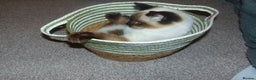Ragdoll cats for sale: Ragdoll Cat/Kitten 8 months £200 - Advert 1