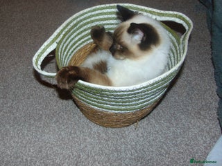 Ragdoll cats Ragdoll Cat/Kitten 8 months £200 - Advert 6