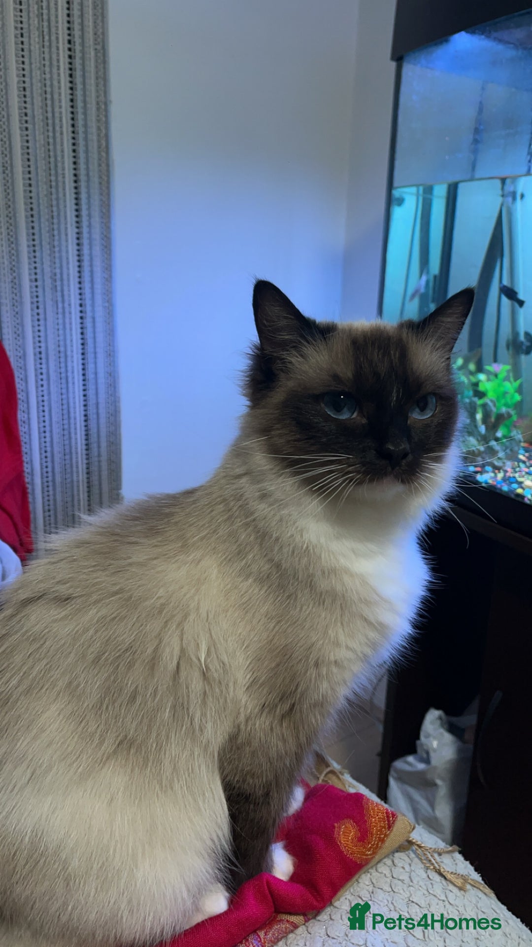 Ragdoll cats for sale: Ragdol female cat for sale - Advert 2