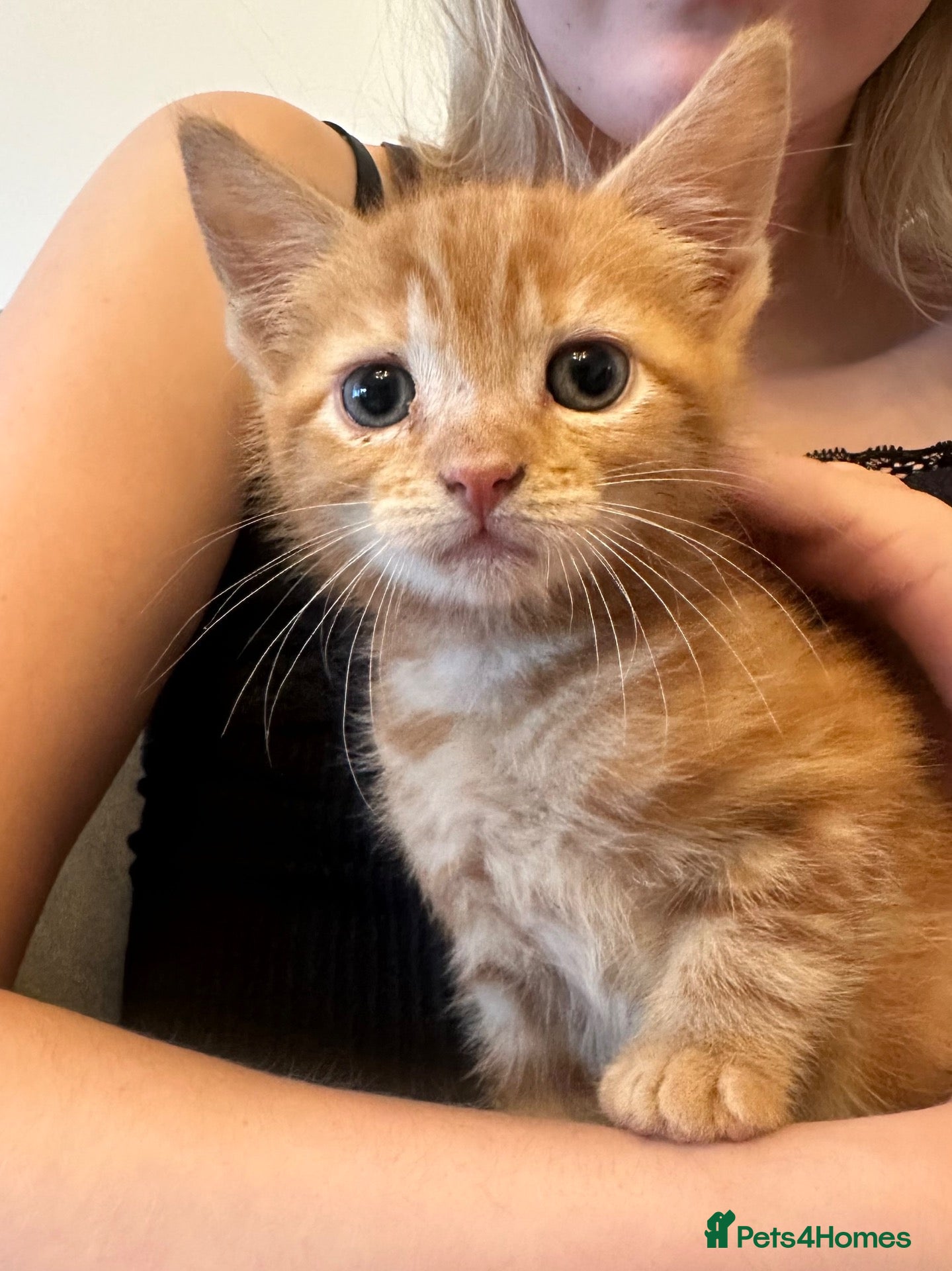 Mixed Breed cats Ginger mixed breed kitten - Advert 4