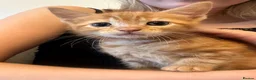 Mixed Breed cats for sale: Ginger mixed breed kitten in Padstow - Advert 1