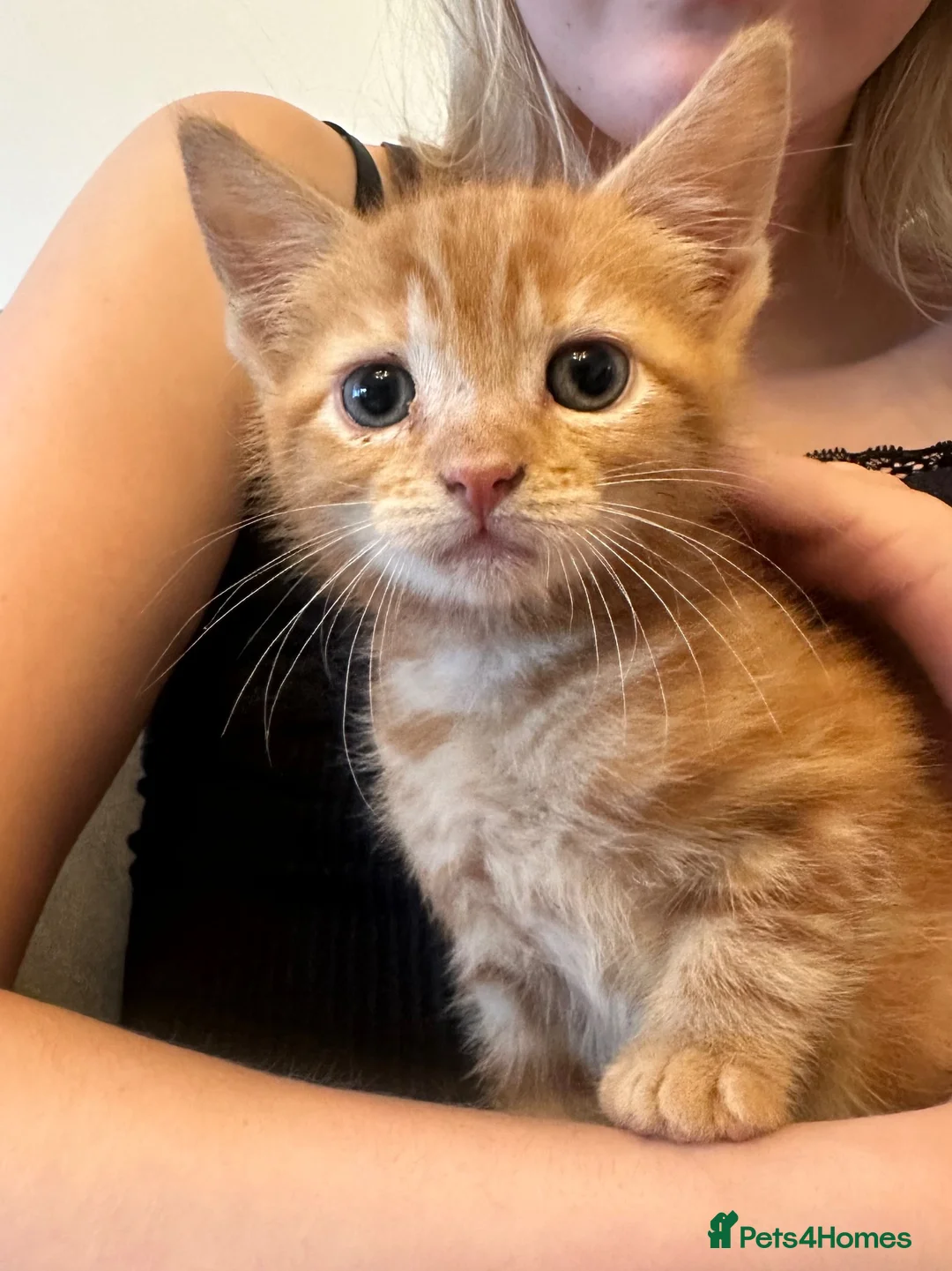 Mixed Breed cats for sale: Ginger mixed breed kitten in Padstow - Advert 1