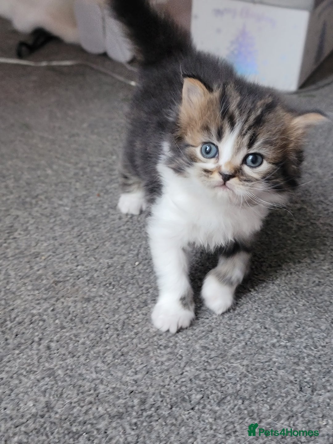 Scottish Fold cats for sale: Scottish fold - Advert 38