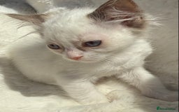Ragdoll cats for sale: 💙🩷GCCF RAGDOLL KITTENS M&F 9WKS NEUT & SPAYED 🥇 - Image 36