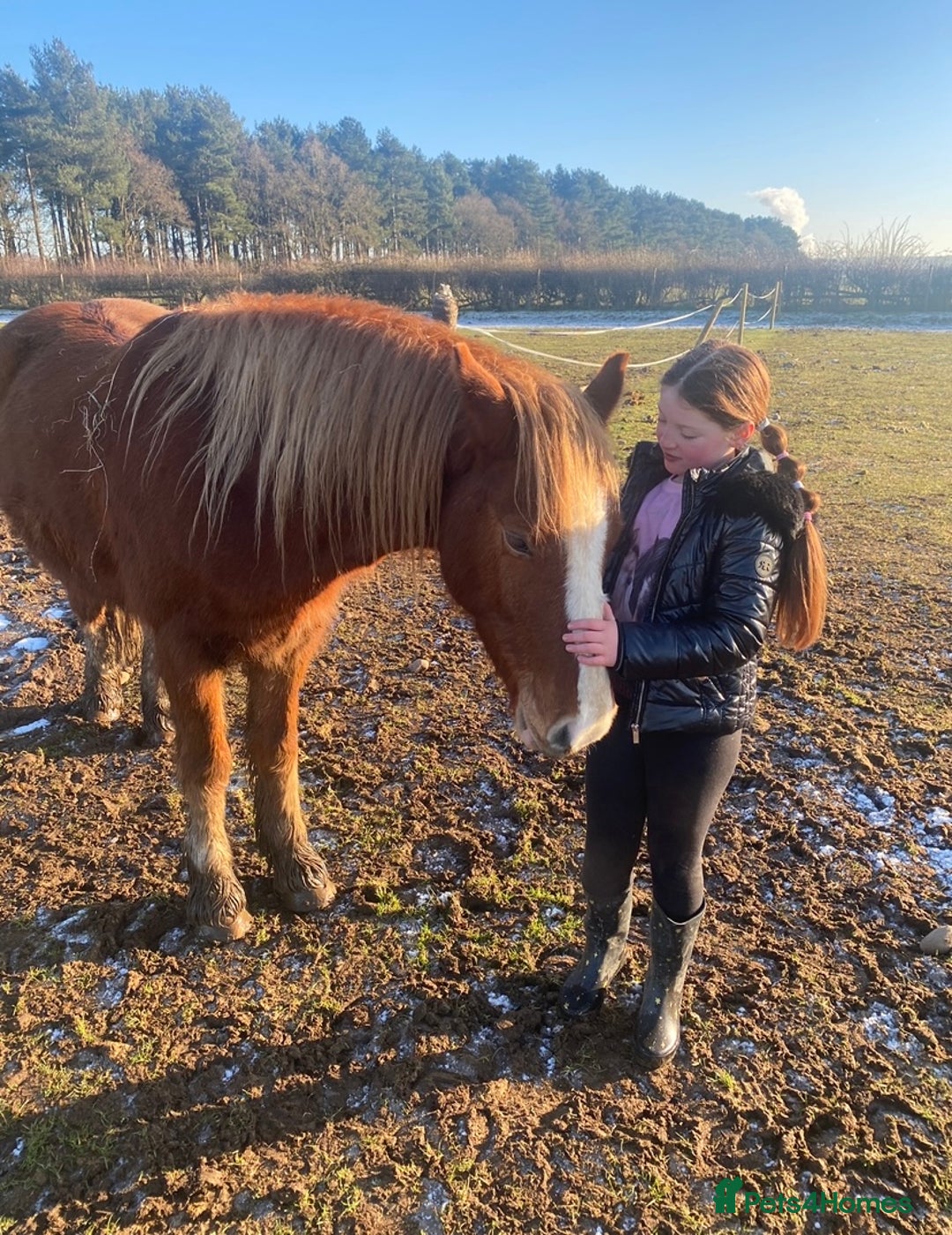 Other Breed horses for sale: Stunning Welsh X chunky gelding  - Image 3