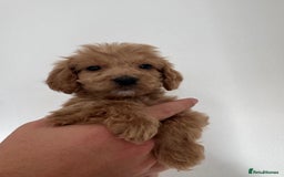 Cockapoo dogs for sale: cockapoo puppies  - Image 9