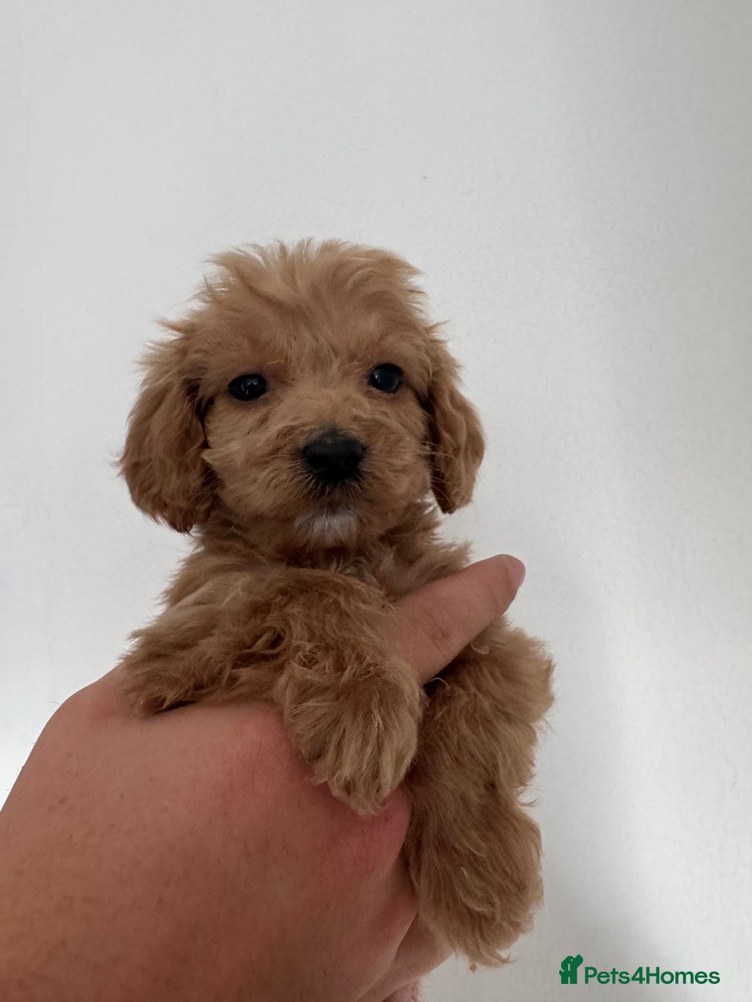 Cockapoo dogs for sale: cockapoo puppies  - Image 9