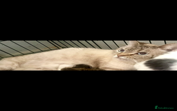 Bengal cats for sale: Beautiful kittens  - Image 7