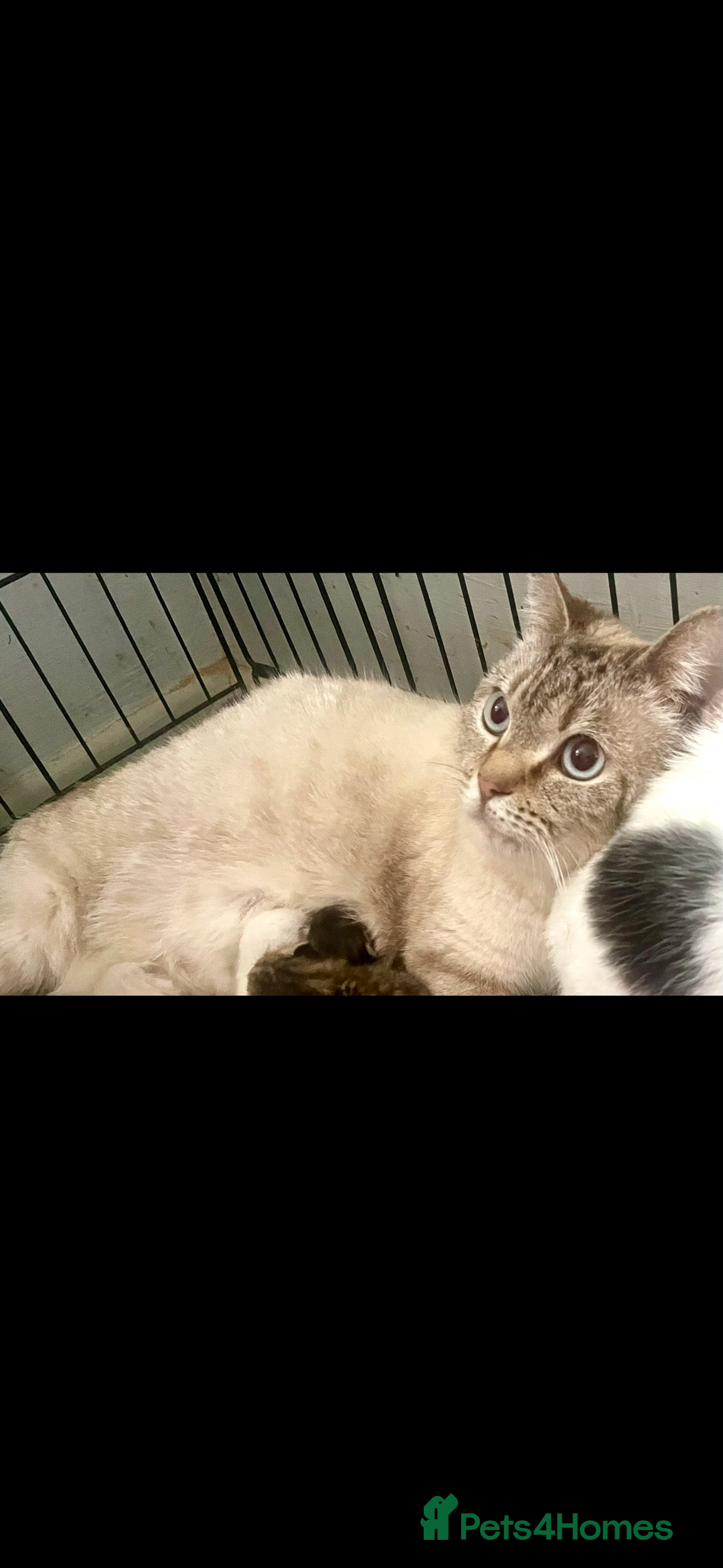 Bengal cats for sale: Beautiful kittens  - Image 7