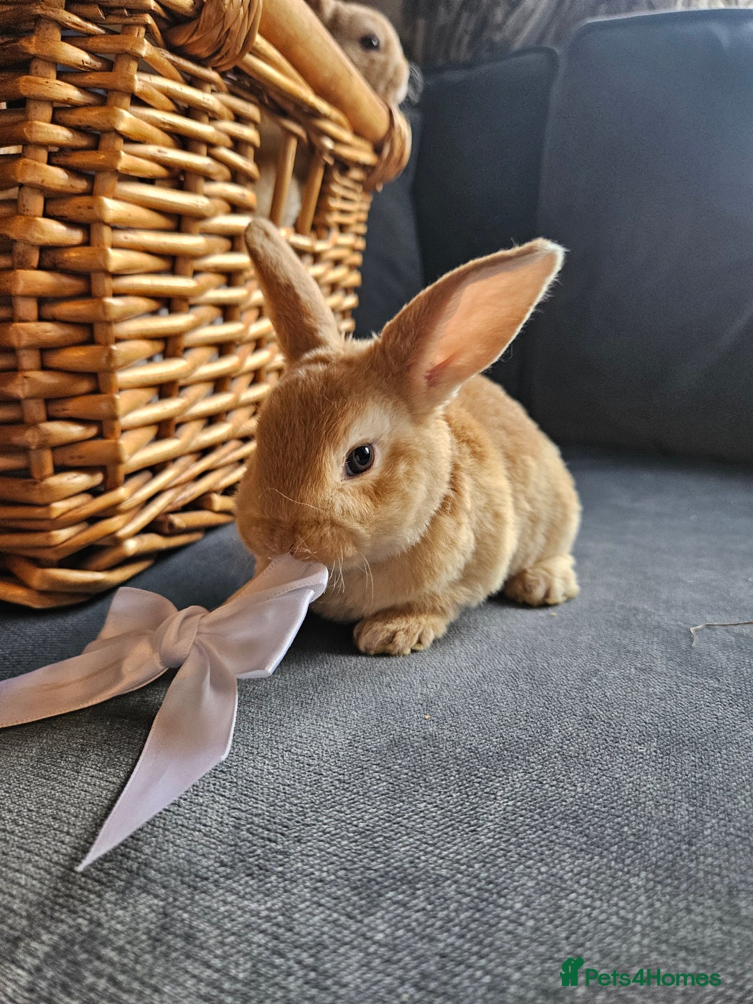 Mini Lop rabbits for sale: Red Rex x Mini Plush Lop - Advert 15