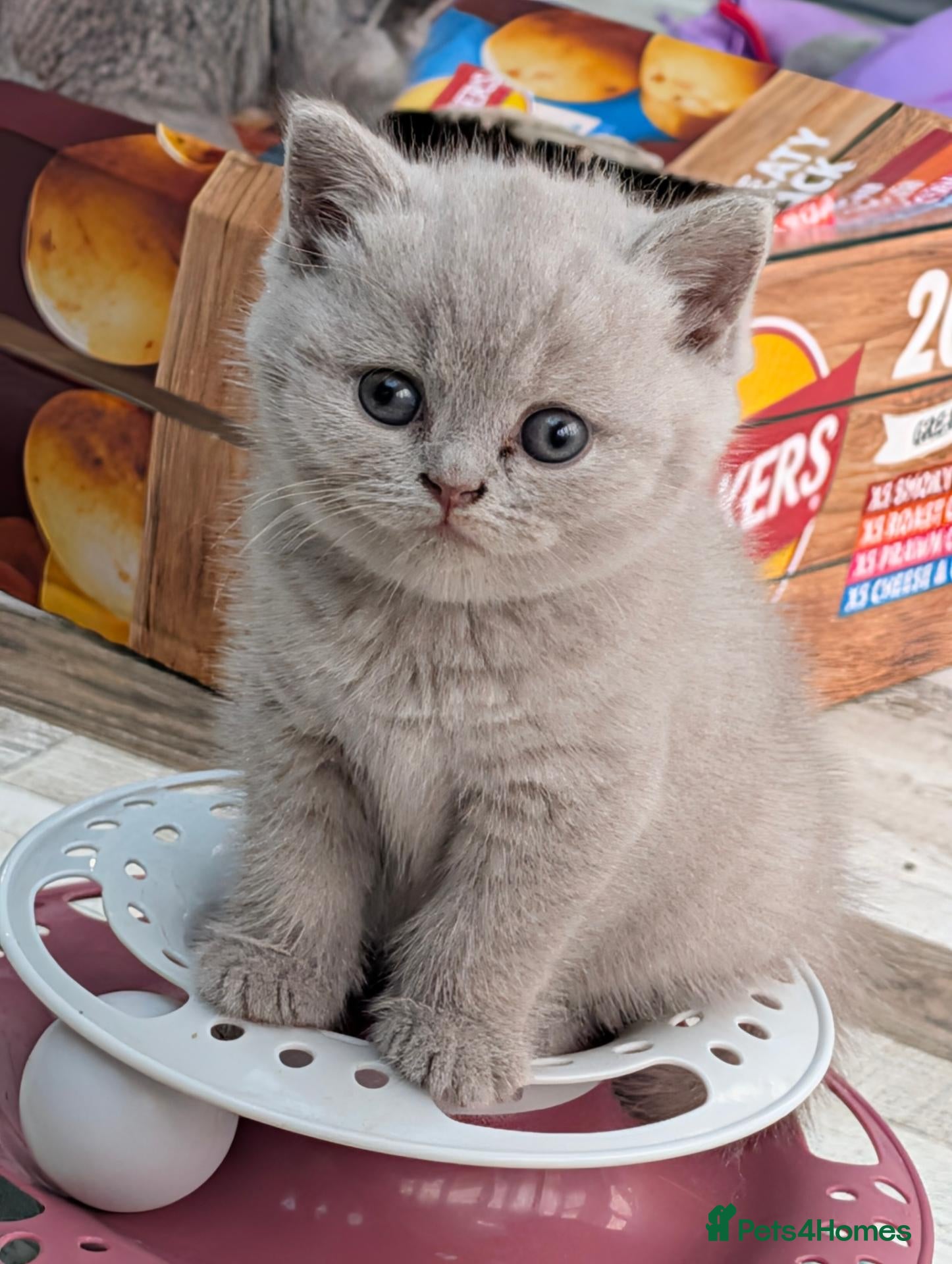 British Shorthair cats GCCF Registered British Shorthair Kittens - Advert 5