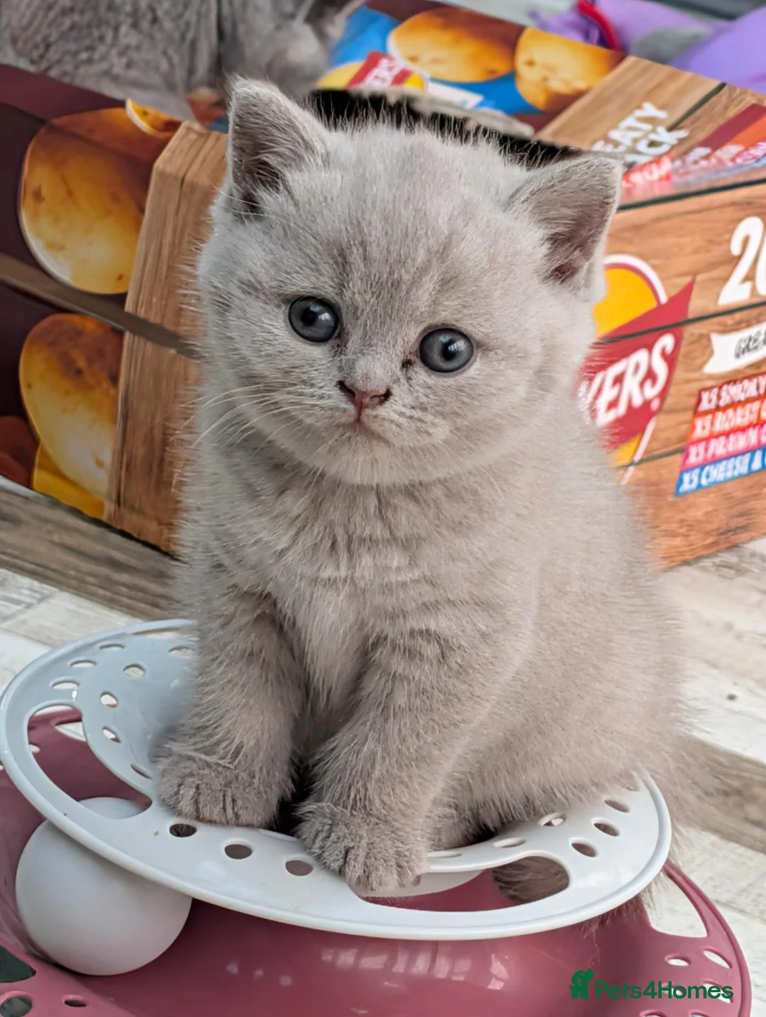 British Shorthair cats for sale: GCCF Registered British Shorthair Kittens - Advert 1
