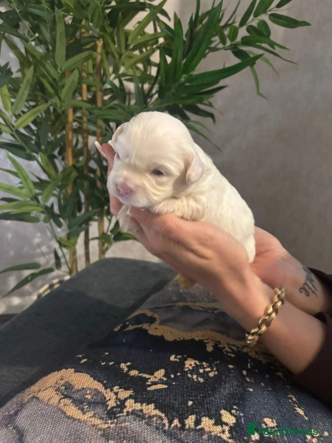 Shihpoo dogs for sale: Shih tzu X miniature poodle puppies - Advert 7