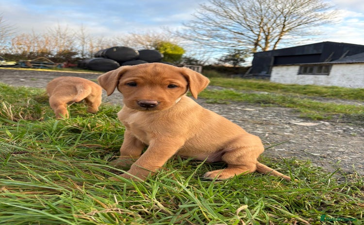 Labrador Retriever dogs KC Reg Fox red labrador litter of 6 dogs 4 bitches - Advert 13