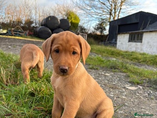 Labrador Retriever dogs KC Reg Fox red labrador litter of 6 dogs 4 bitches - Advert 11