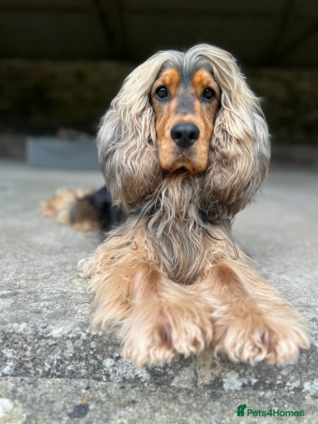 Cocker Spaniel dogs for stud: Beautiful Stud in Gloucester - Advert 11