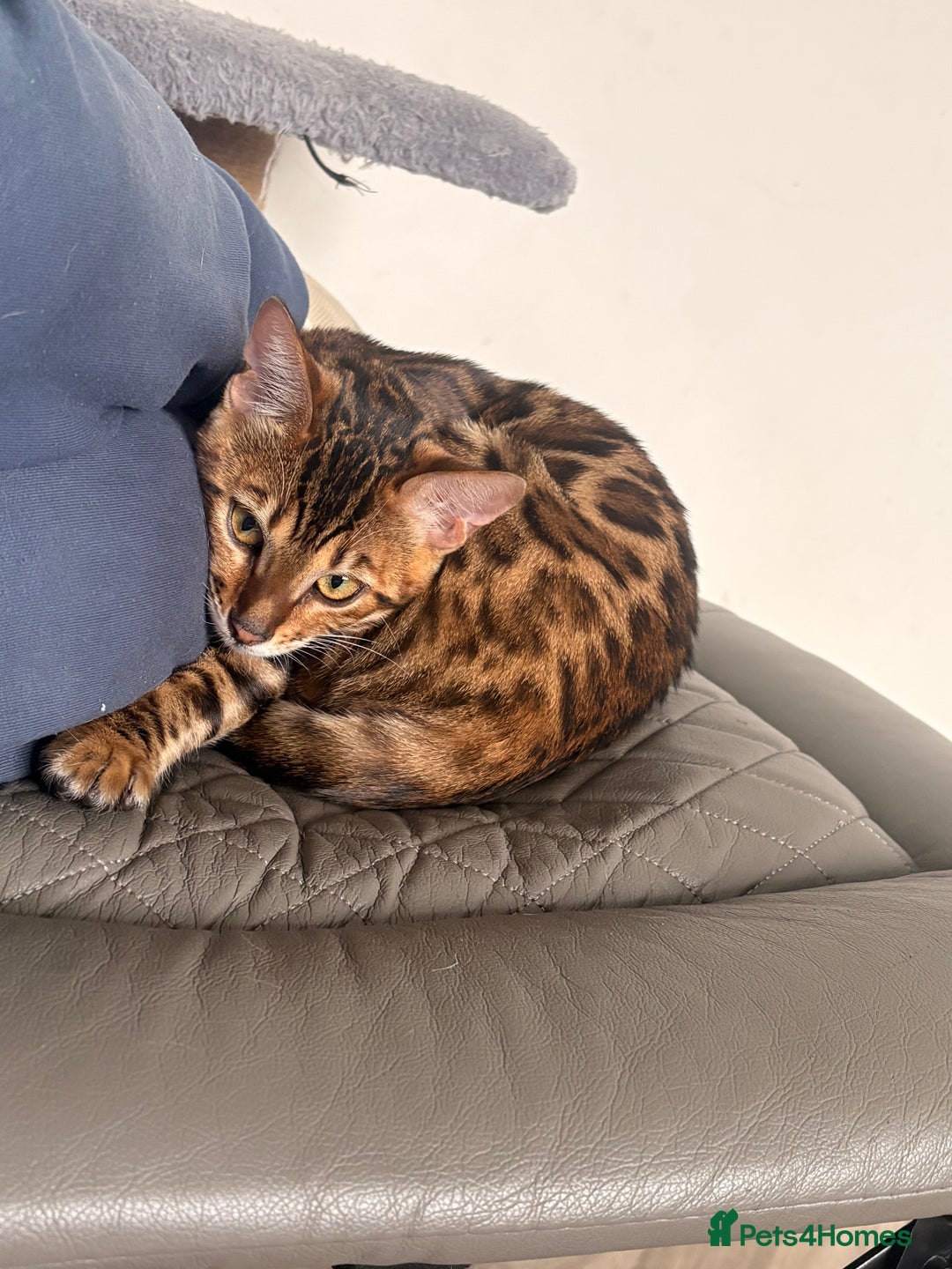 Bengal cats for sale: Bengal - Advert 3