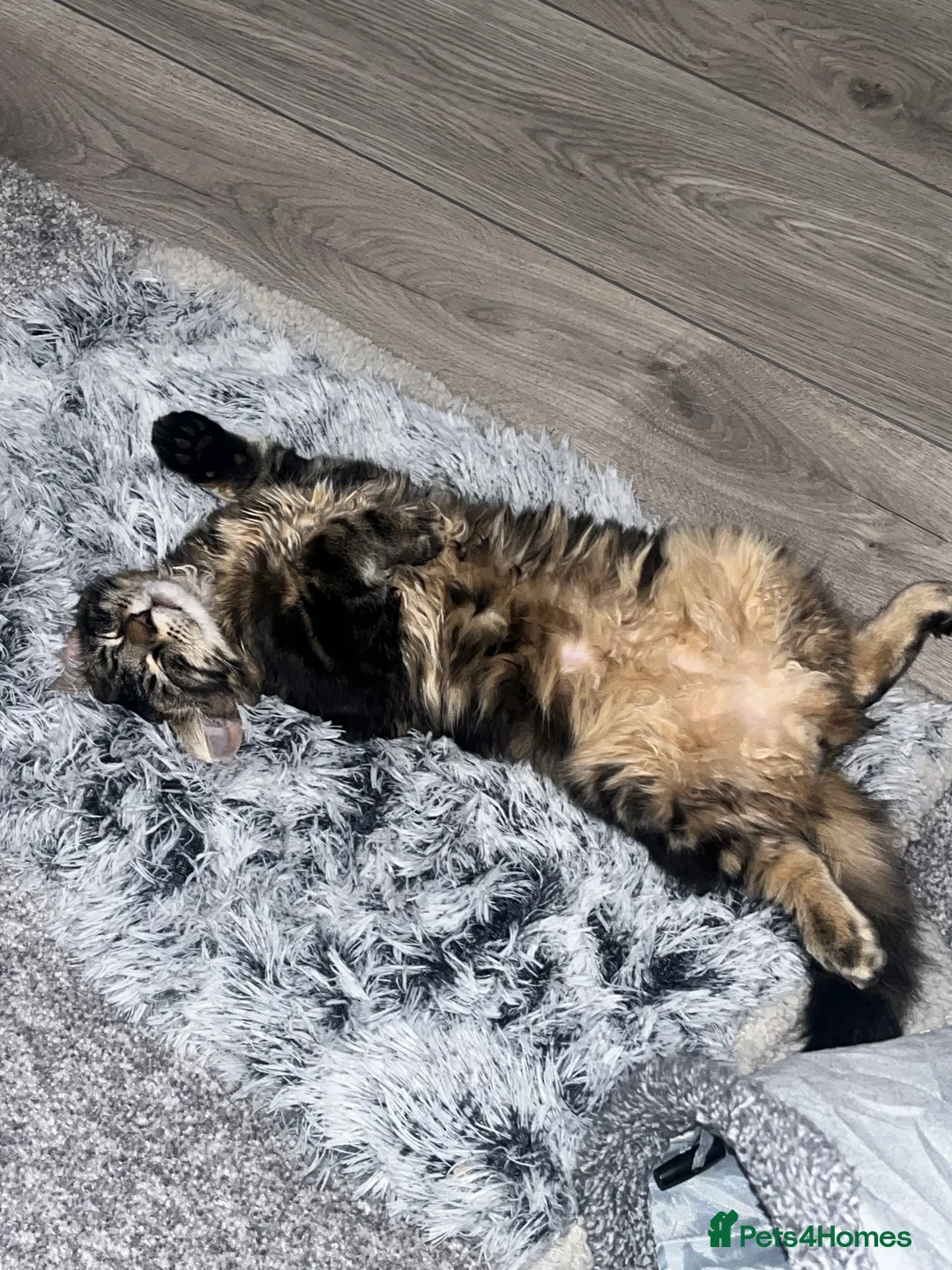 Mixed Breed cats for sale: Adorable Russian blue x bengal older kitten - Advert 3