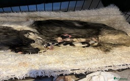 Shih Tzu dogs for stud: Kc reg shih tzu full DNA health tested in Chester-le-Street - Image 6